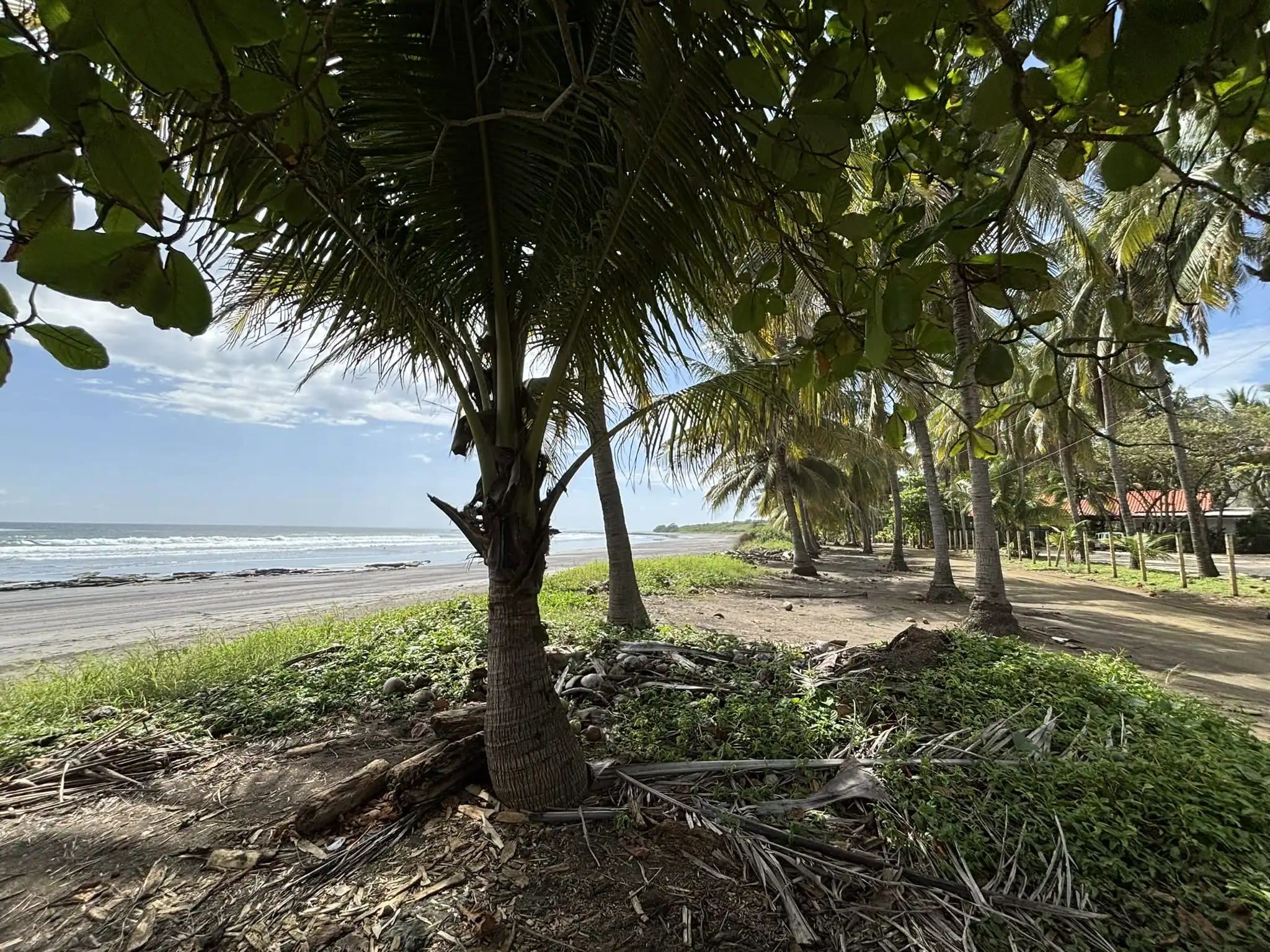 Palm trees and sand at Playa Marbella