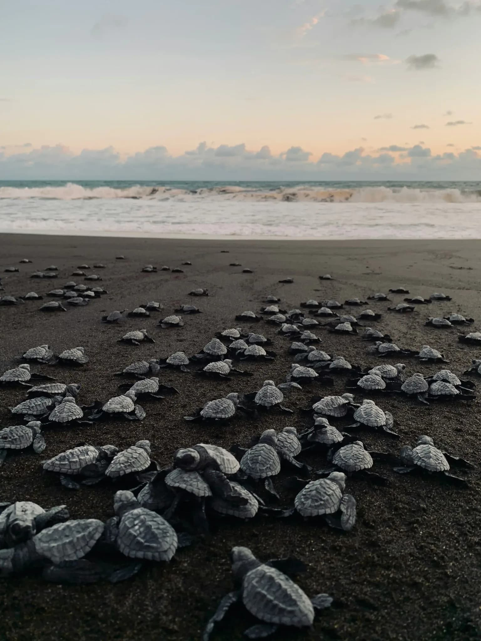 Olive ridley turtles on the sand at Ostional