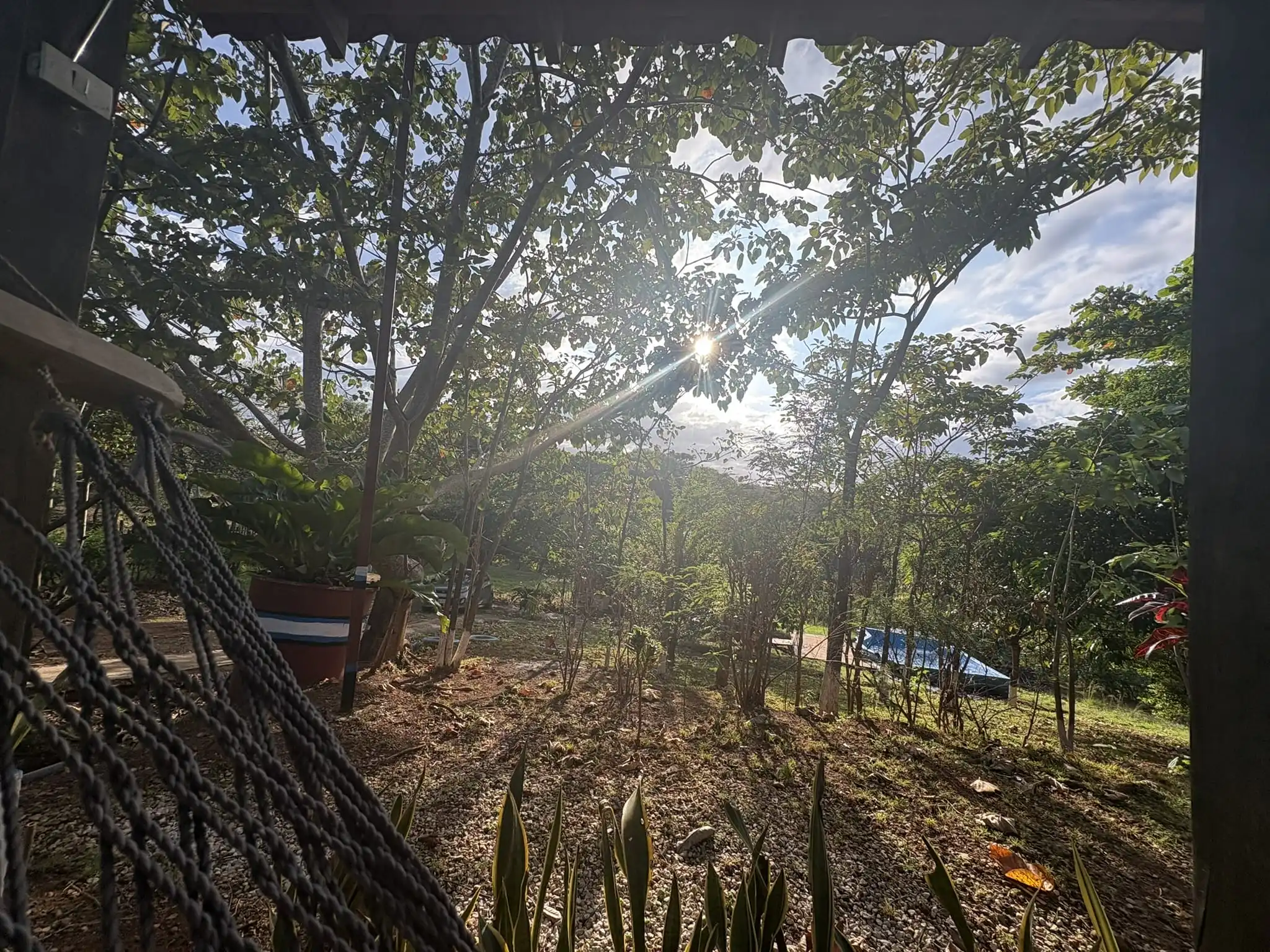 El bosque visto desde la cabina