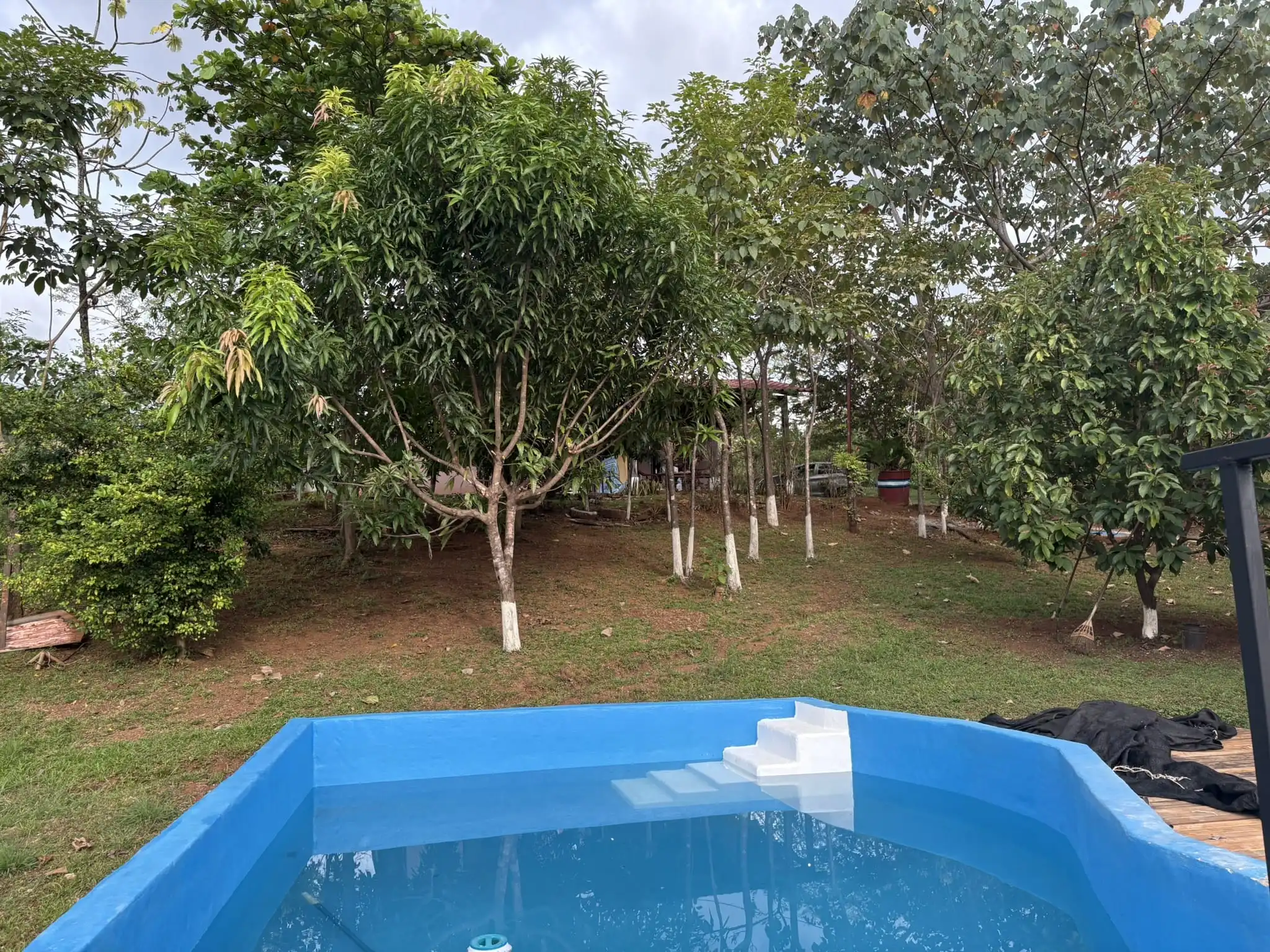 Piscina rodeada de árboles frutales