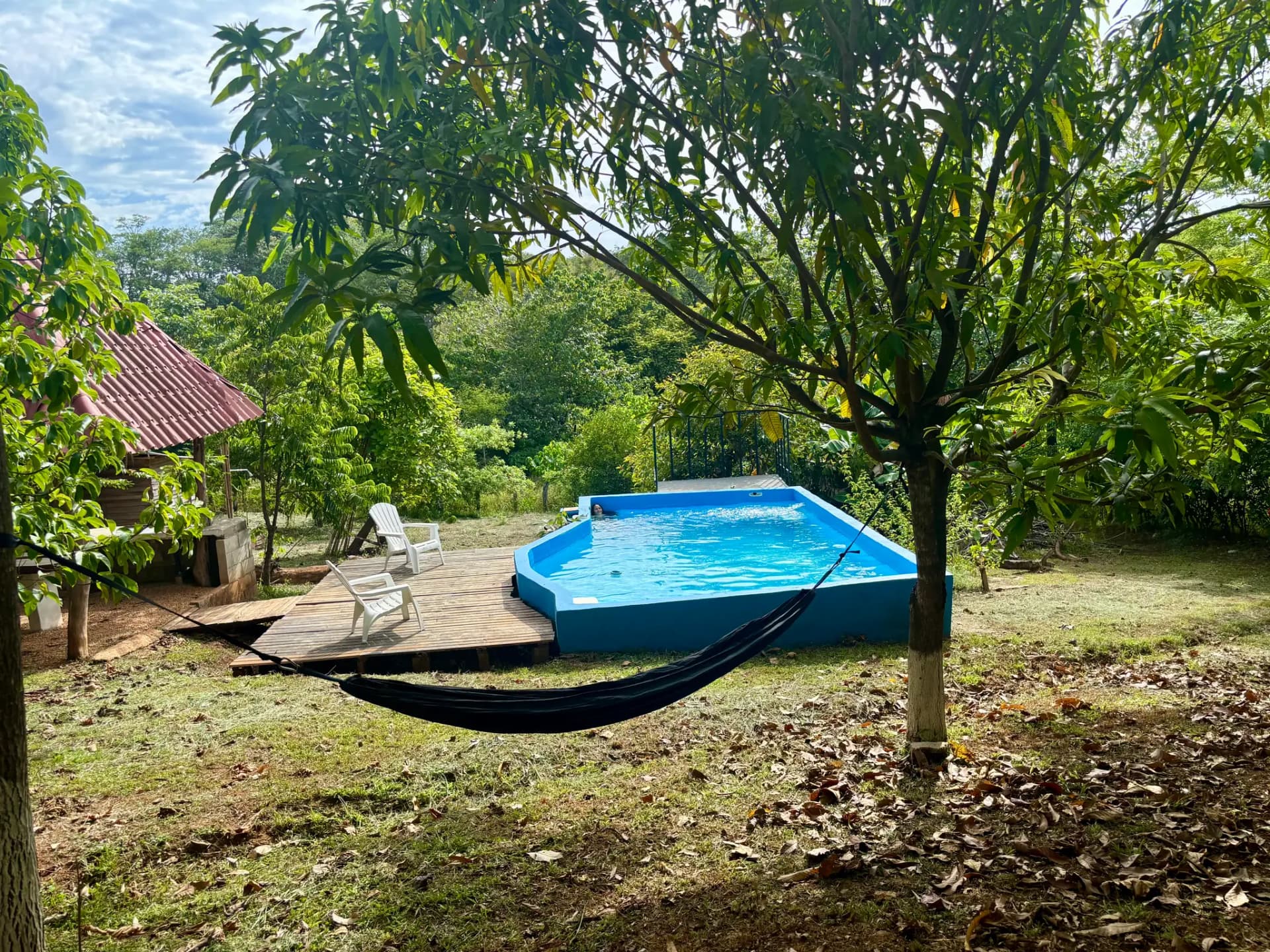 Hamaca bajo un árbol de mango junto a la piscina